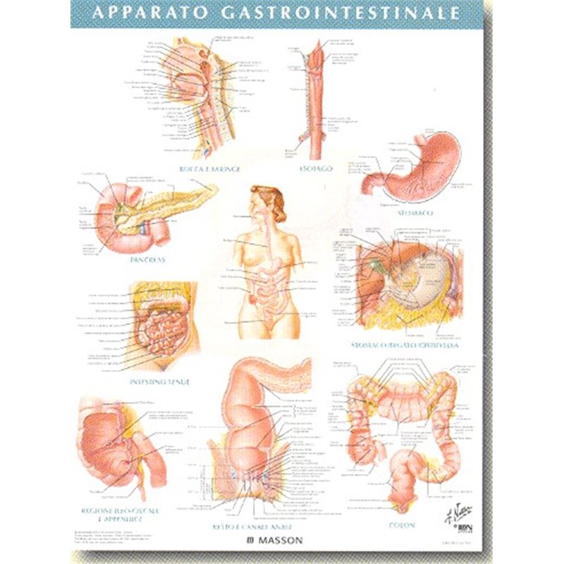 POSTER APPARATO GASTROINTESTINALE